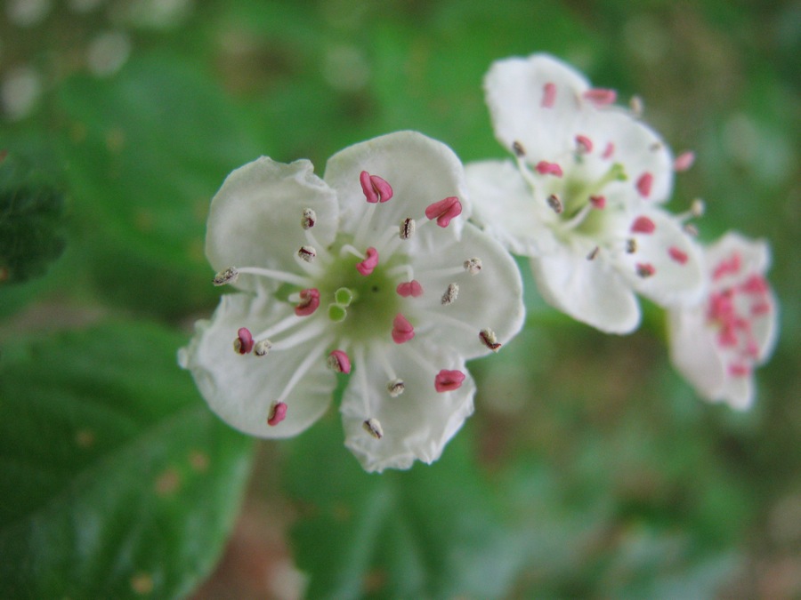 weiß-rosa Blume