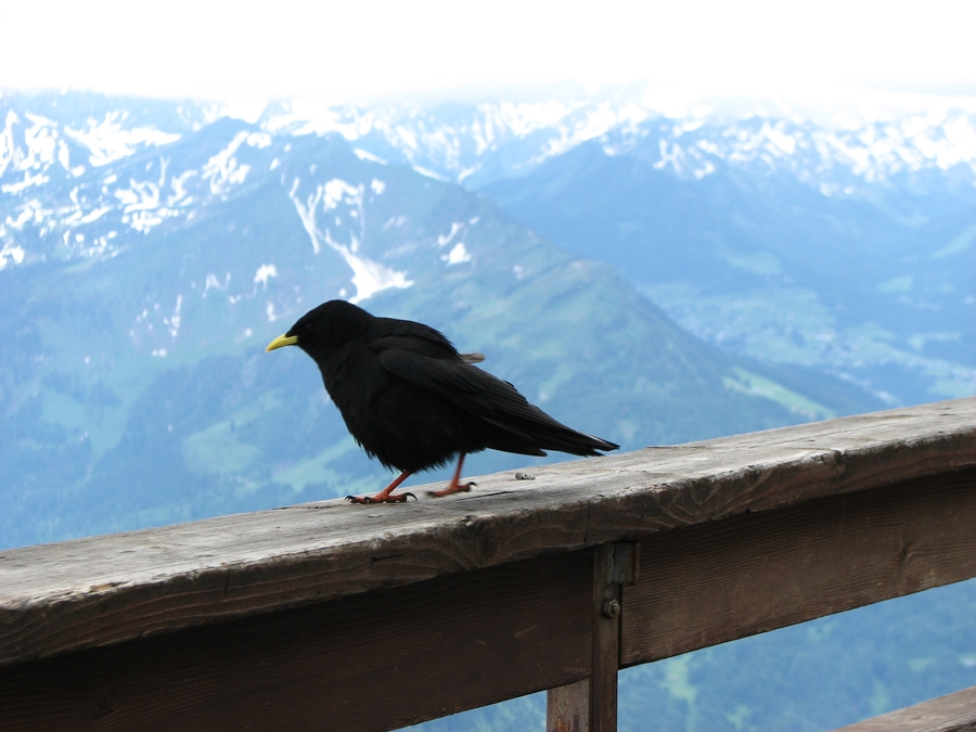 Vogel am Nebelhorn
